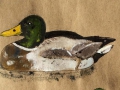 Mallard and Wood Duck