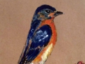 Bluebird IMG_8918